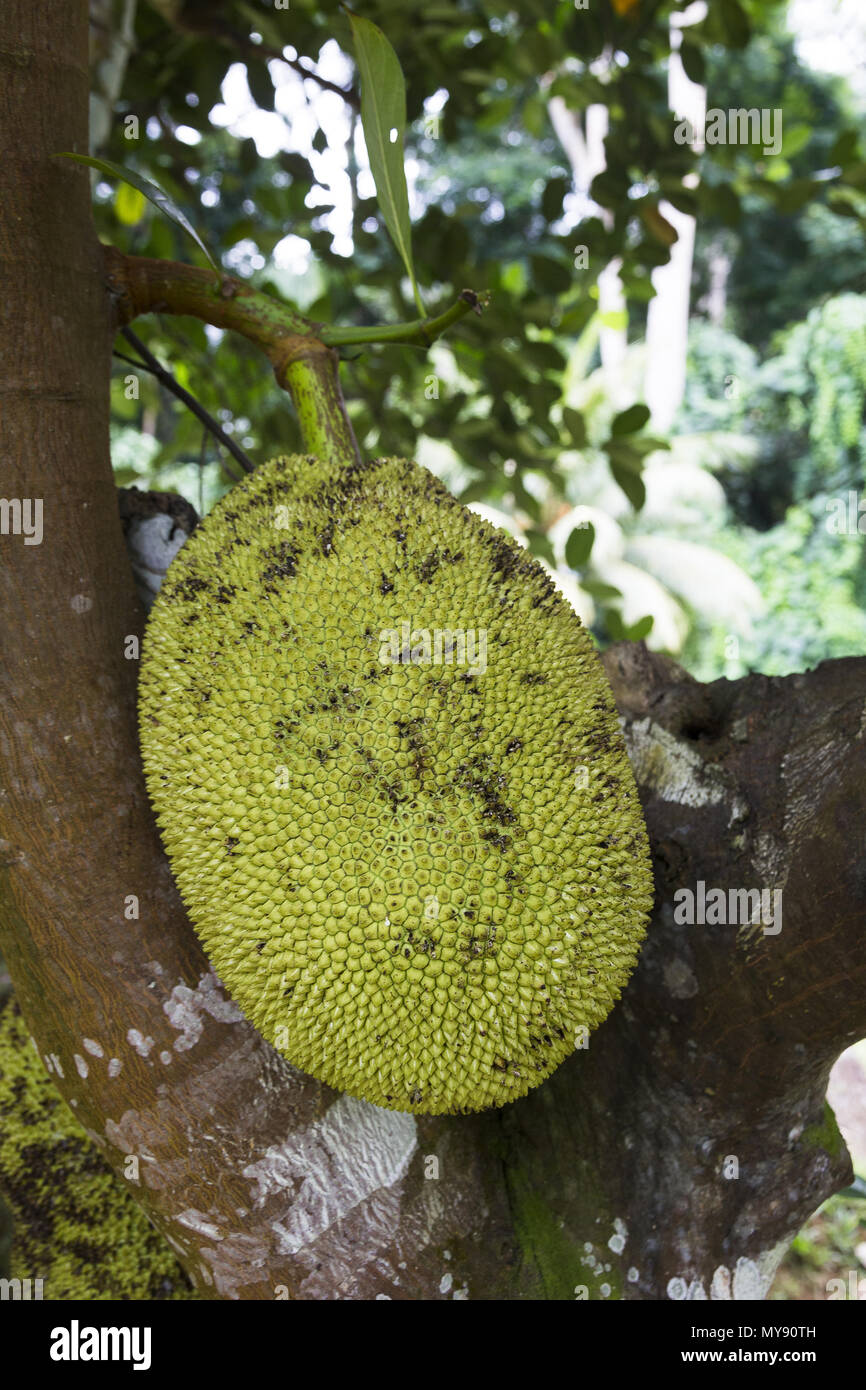 Jackfruit (Artocarpus heterophyllus). Frutta commestibili, coltivata nei tropici e in tutto il mondo. Seicelle Foto Stock