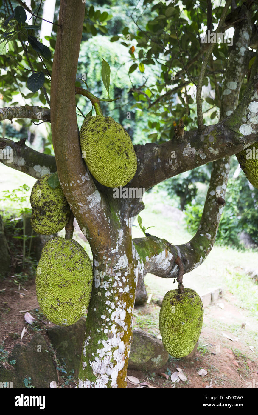 Jackfruit (Artocarpus heterophyllus). Frutta commestibili, coltivata nei tropici e in tutto il mondo. Seicelle Foto Stock