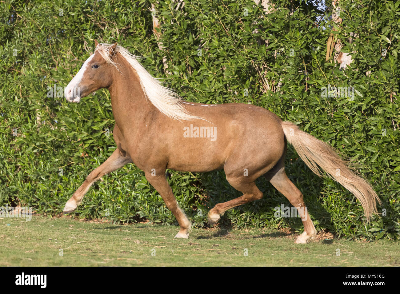 Pony Welsh. Chestnut mare trotto su un prato. Egitto Foto Stock