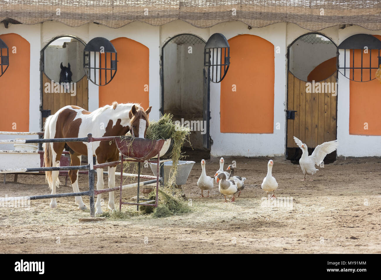 Arabian Horse. Cavalli e in parte anteriore og una stabile, con oche domestiche . Egitto Foto Stock