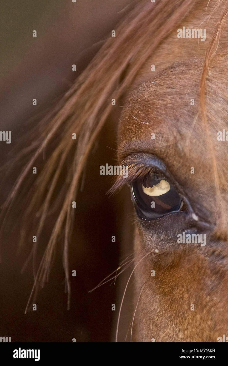 Arabian Horse. Close-up di occhio di un cieco di cavallo. Egitto Foto Stock