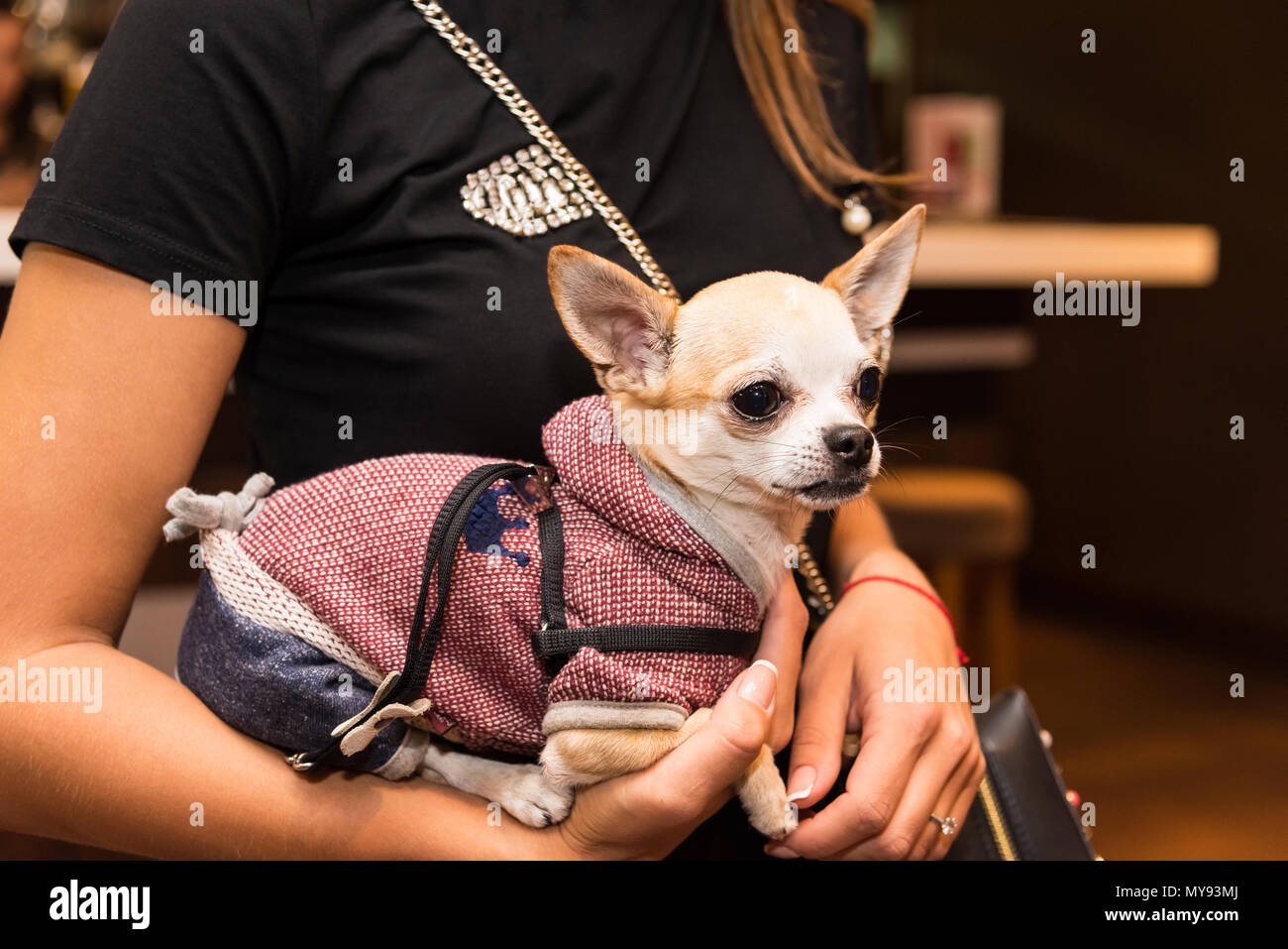 Cane in abiti alla moda sulle mani di un elegante ragazza Foto Stock