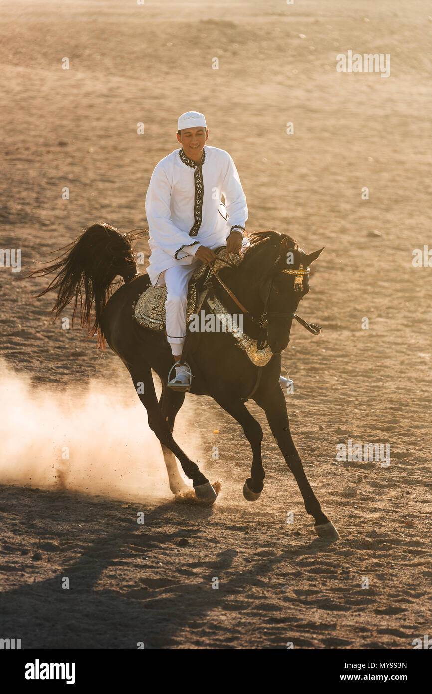 Arabian Horse. Pilota sul stallone nero al galoppo nel deserto. Egitto Foto Stock