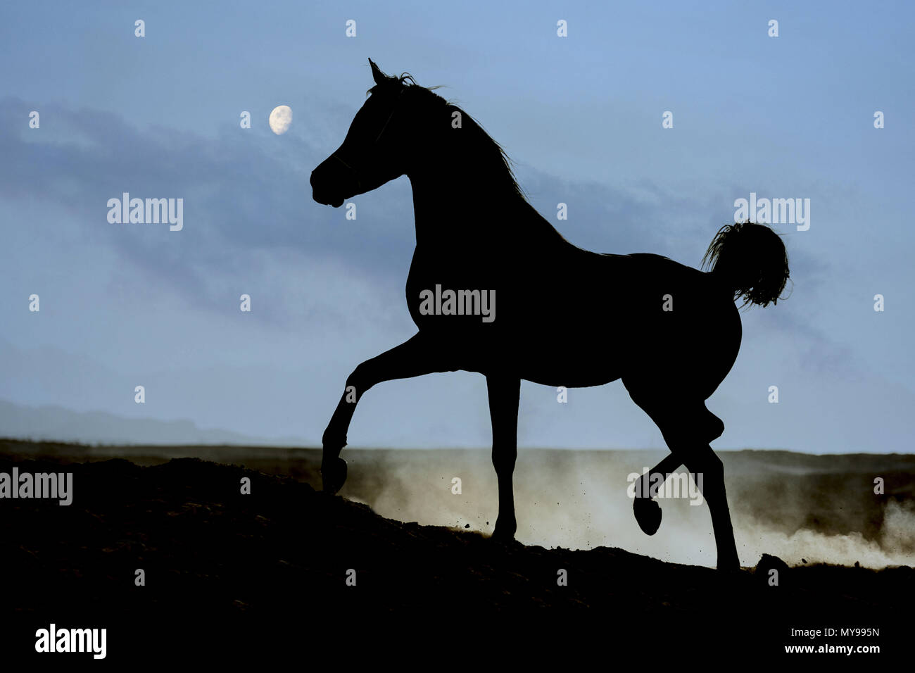 Arabian Horse. Stallone nero trottare nel deserto, stagliano contro la luna. Egitto Foto Stock