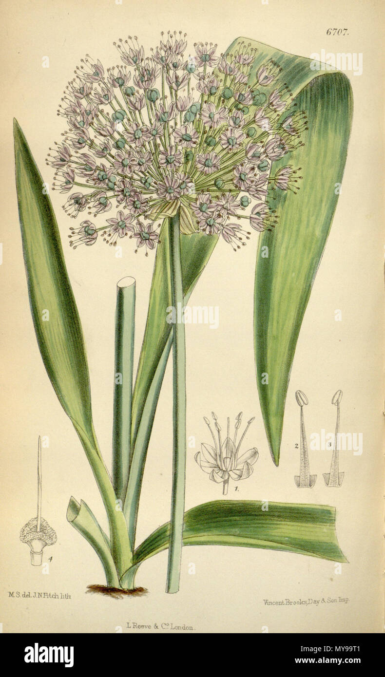 . Allium macleanii Baker . 1883. Baker 34 Allium macleanii Bot. Mag. 109. 6707. 1883. Foto Stock