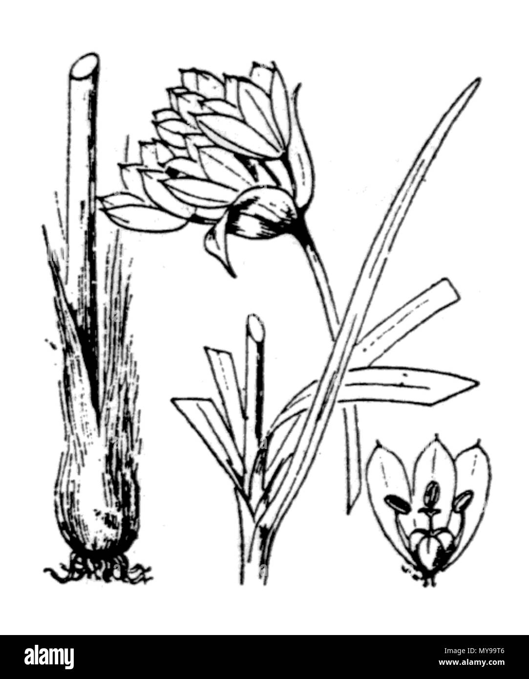 . Inglese: Allium narcissiflorum, un attacco da Hippolyte Coste (1858-1924), Flore descrittivo et illustrée de la France de la Corse et des contrées limitrophes, pubblicato dal 1900 al 1906 da Paolo Klincksieck. Français : Ail à fleurs de narcisse (Allium narcissiflorum), rotocalcografia d'Hippolye Coste (1858-1924), Flore descrittivo et illustrée de la France de la Corse et des contrées limitrophes, publié de 1900 à 1906 aux éditions Paolo Klincksieck. Italiano: Aglio piemontese (Allium narcissiflorum) Deutsch: Piemonteser Lauch (Allium narcissiflorum) . Il 14 luglio 2007. Hippolye Coste (1858-1924) 34 al Foto Stock