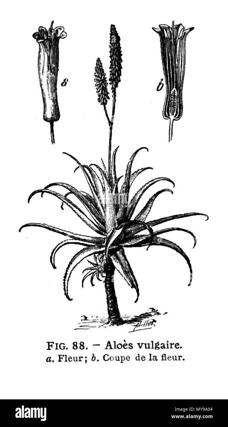 . Français : Aloès vulgaire . Il 19 ottobre 2011. Galtier-Boissière (org.) 35 Aloe-LarousseMedical Foto Stock
