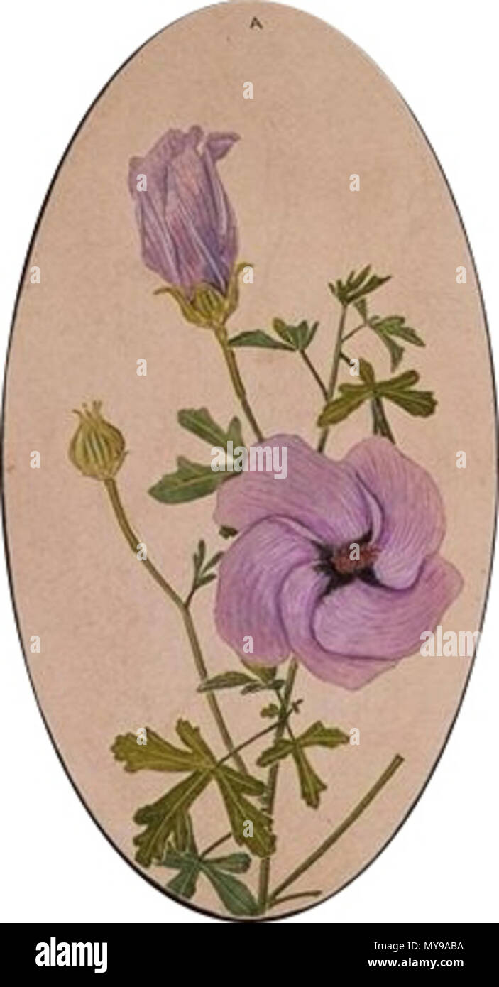 . Un dettaglio di illustrazione di Alyogyne huegelii intitolato: Hibiscus huegelii (hibiscus malva), Calothamnus quadrifides e descritto in un6134421&fullrecord come 1 1 acquerello ; 33,3 x 24 cm., con ulteriori note al di sotto di . 1925. E. E. Gostelow(Ebenezer Edward), 1867-1944. 35 Alyogyne dettaglio (Gostelow) Foto Stock