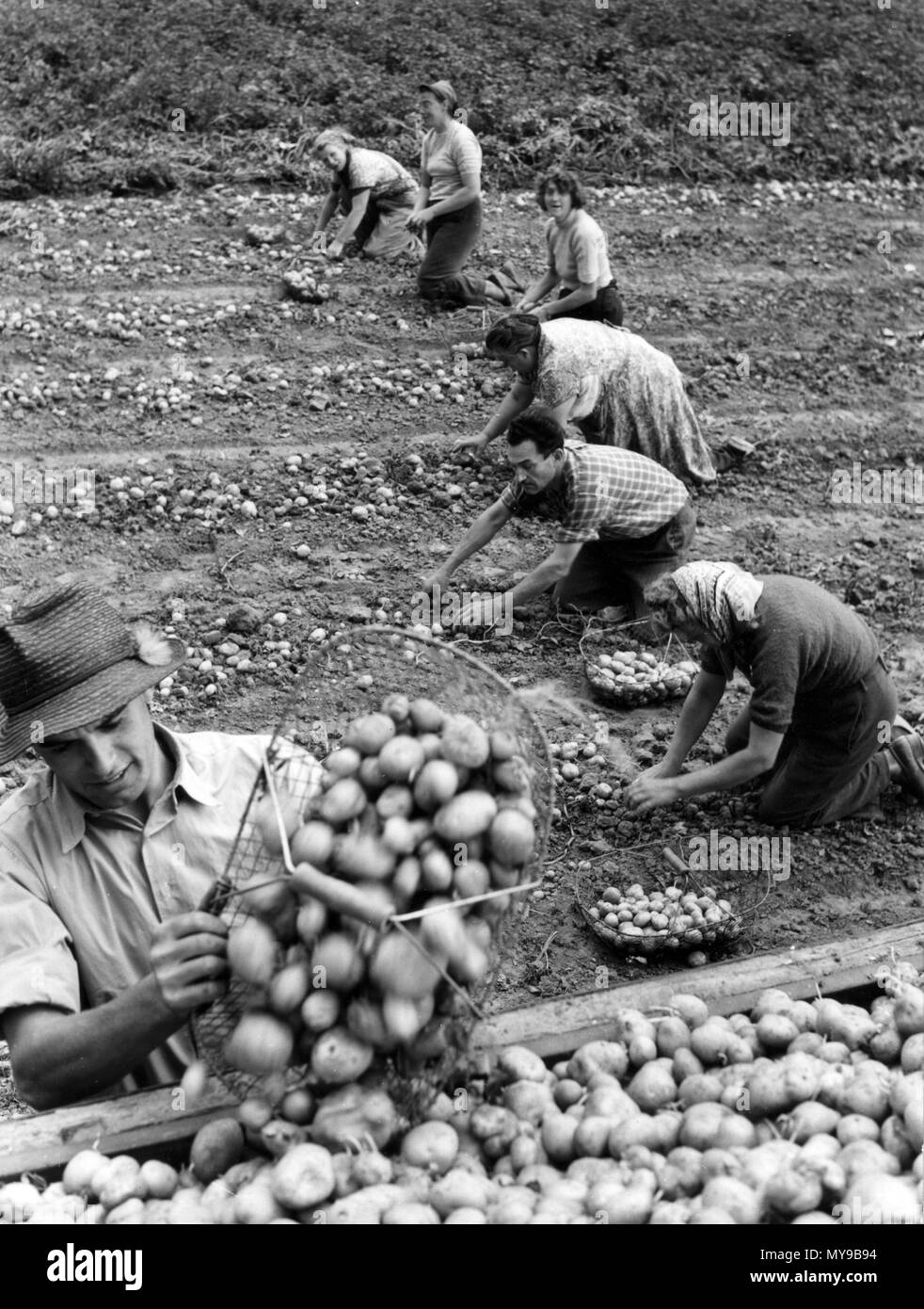 A causa del lungo periodo di siccità, raccolto di patate ha iniziato un paio di settimane prima nel 1959, come qui il 4 agosto 1959 nella regione del Basso Reno. | Utilizzo di tutto il mondo Foto Stock