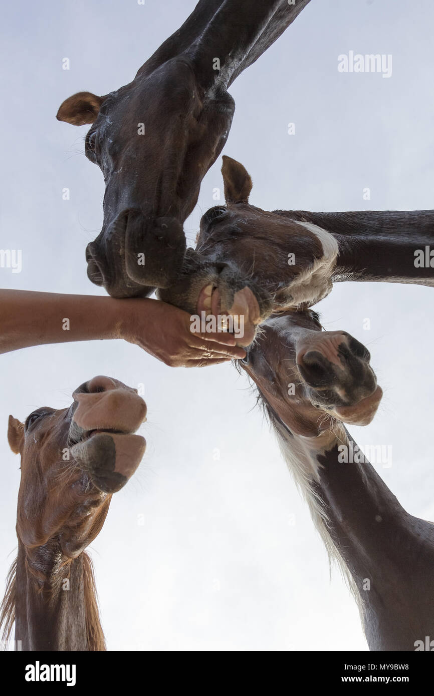 Arabian Horse. Quattro capretti mares prendendo una ricompensa al di fuori di un canto, visto da sotto. Egitto Foto Stock