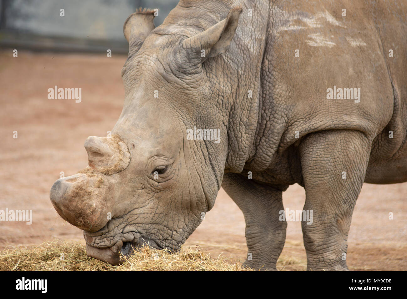 Rhino in Pairi Daiza zoo,Belgio Foto Stock