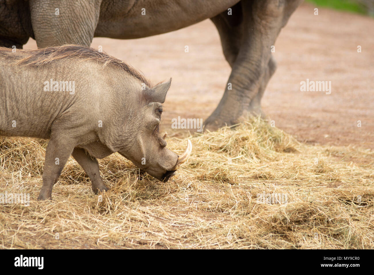 Rhino in Pairi Daiza zoo,Belgio Foto Stock