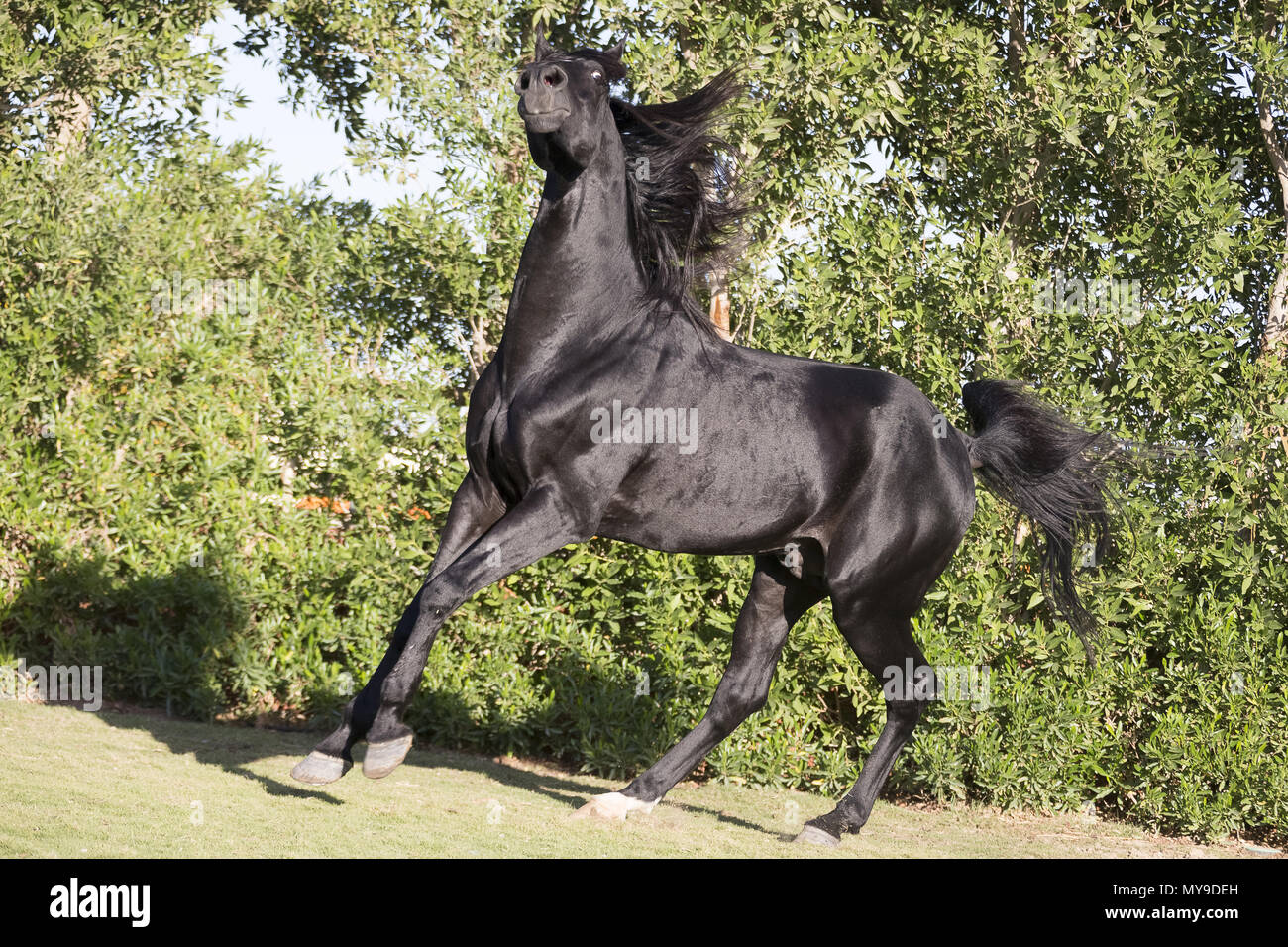Arabian Horse. Stallone nero mostra-off lanciando la sua testa. Egitto Foto Stock