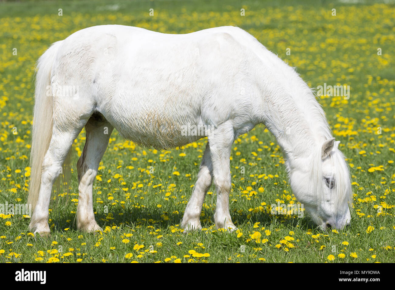 Pony Shetland. Grigio mare grrazing su un prato. Germania Foto Stock