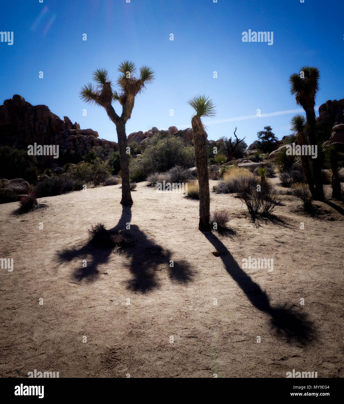 Colpo atmosferica di Giosuè gli alberi e le loro ombre Foto Stock