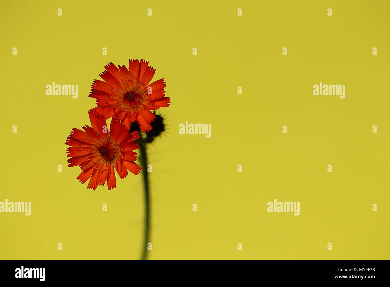 Arancio fiori colorati contro ricco sfondo giallo. La vibrante colore arancio fiori selvaggi, arancione hawk bit, estate puro modello floreale con copia spazio. Foto Stock