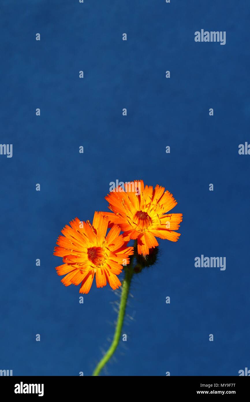 Arancio fiori colorati contro un blu ricco background. La vibrante colore arancio fiori selvaggi, arancione hawk bit, estate puro modello floreale con copia spazio. Foto Stock