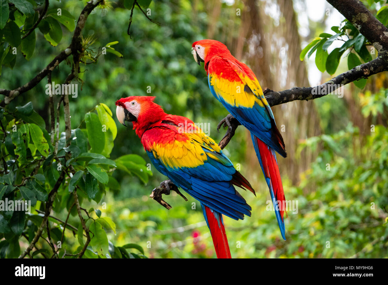 Coppia di Scarlet Macaws (Ara macao cyanopterus) in Costa Rica Foto Stock