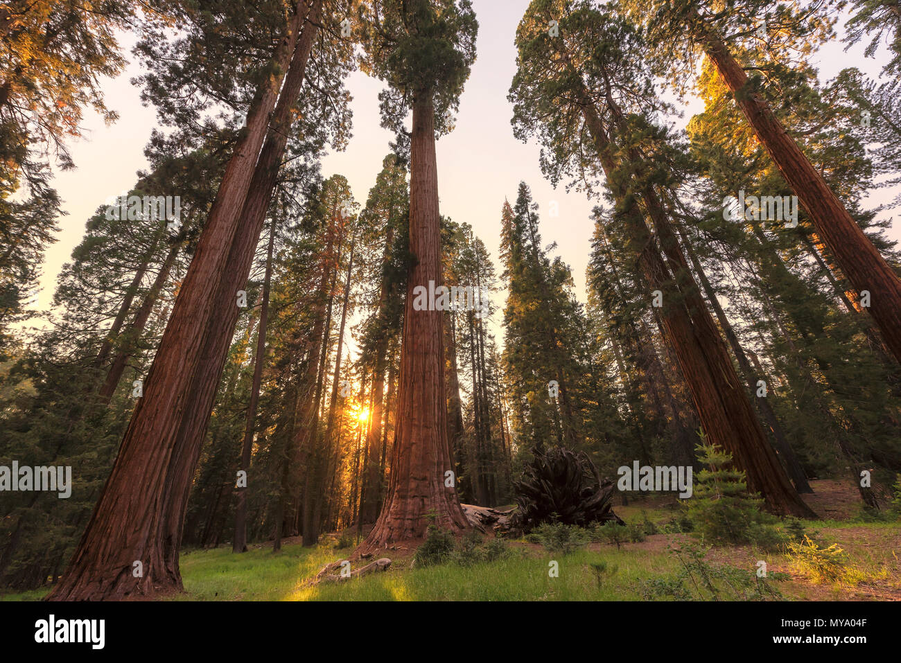 Sequoia gigante alberi Foto Stock