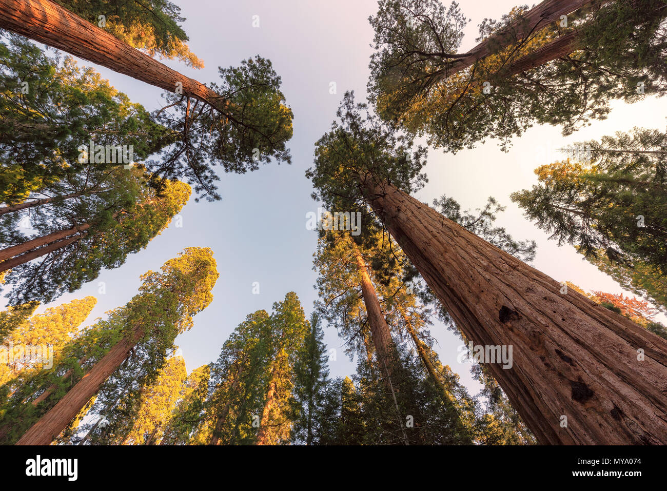 Sequoia gigante alberi Foto Stock