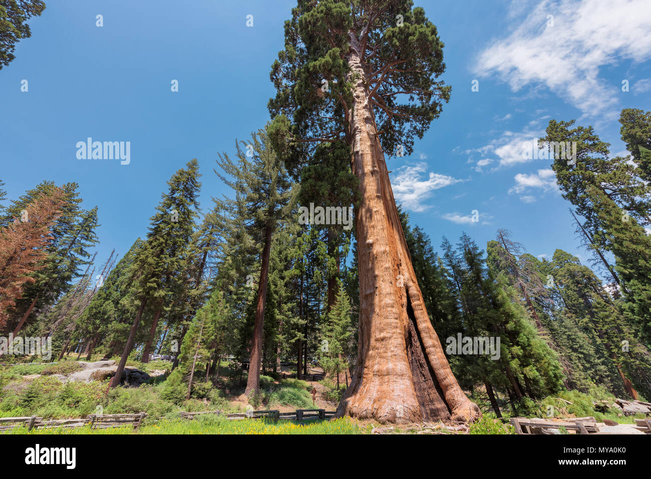 Sequoia gigante alberi Foto Stock