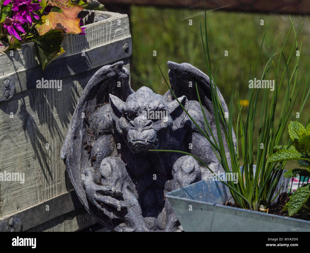 Gargoyle rifugiandosi tra due piante in vaso Foto Stock