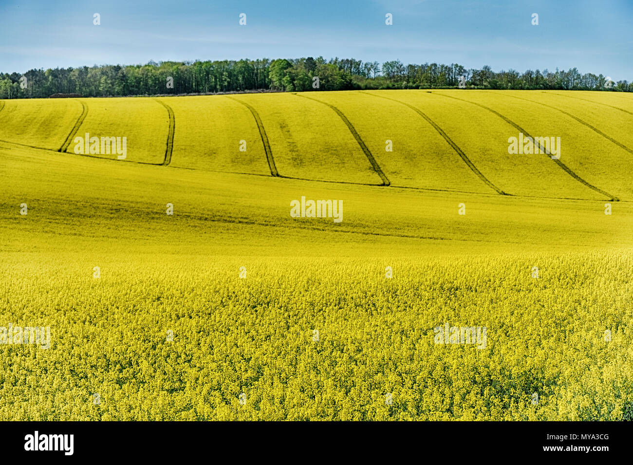 Le colline vicino a Auxerre e Chablis sono coperti con un luminoso giallo senape fiori. Questo è tipico di un importante prodotto agricolo nelle zone rurali della Francia. Foto Stock