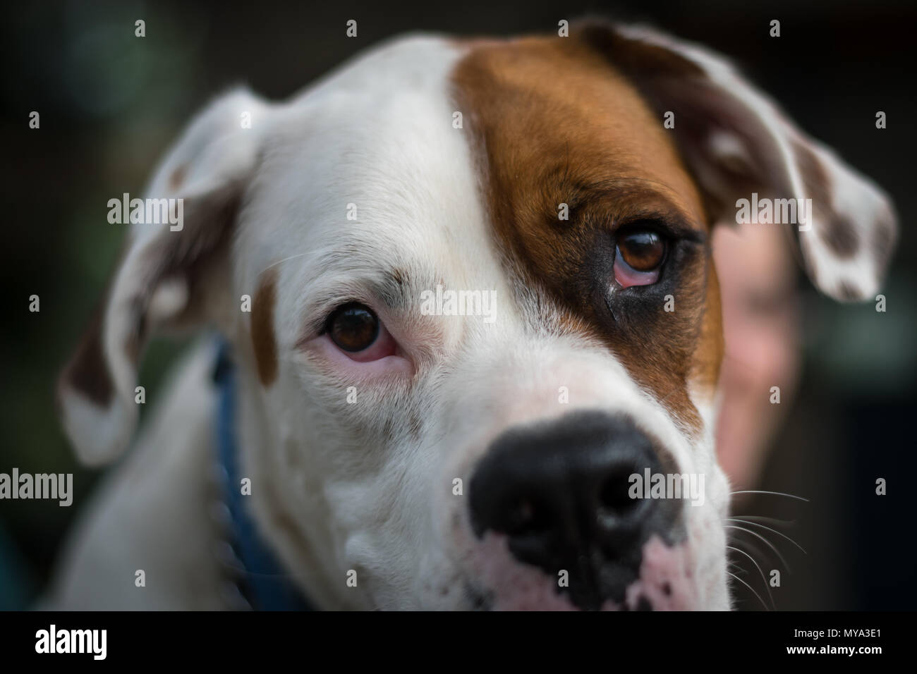 Bulldog ritratto Foto Stock