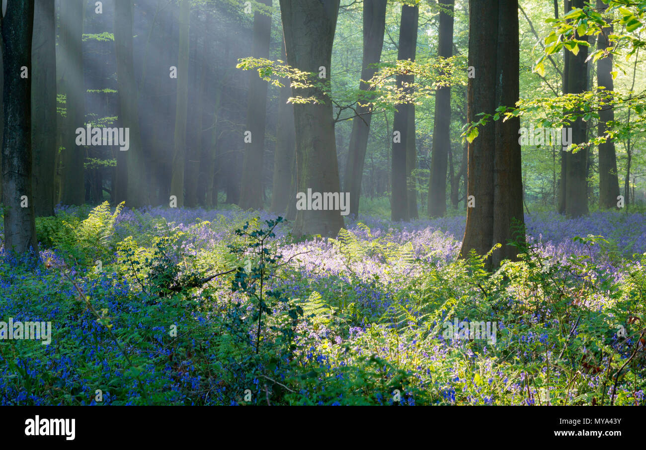La mattina presto gli alberi della luce attraverso il bosco di faggio durante la stagione bluebell al King's legno, Challock vicino a Ashford, Kent, Regno Unito. Foto Stock