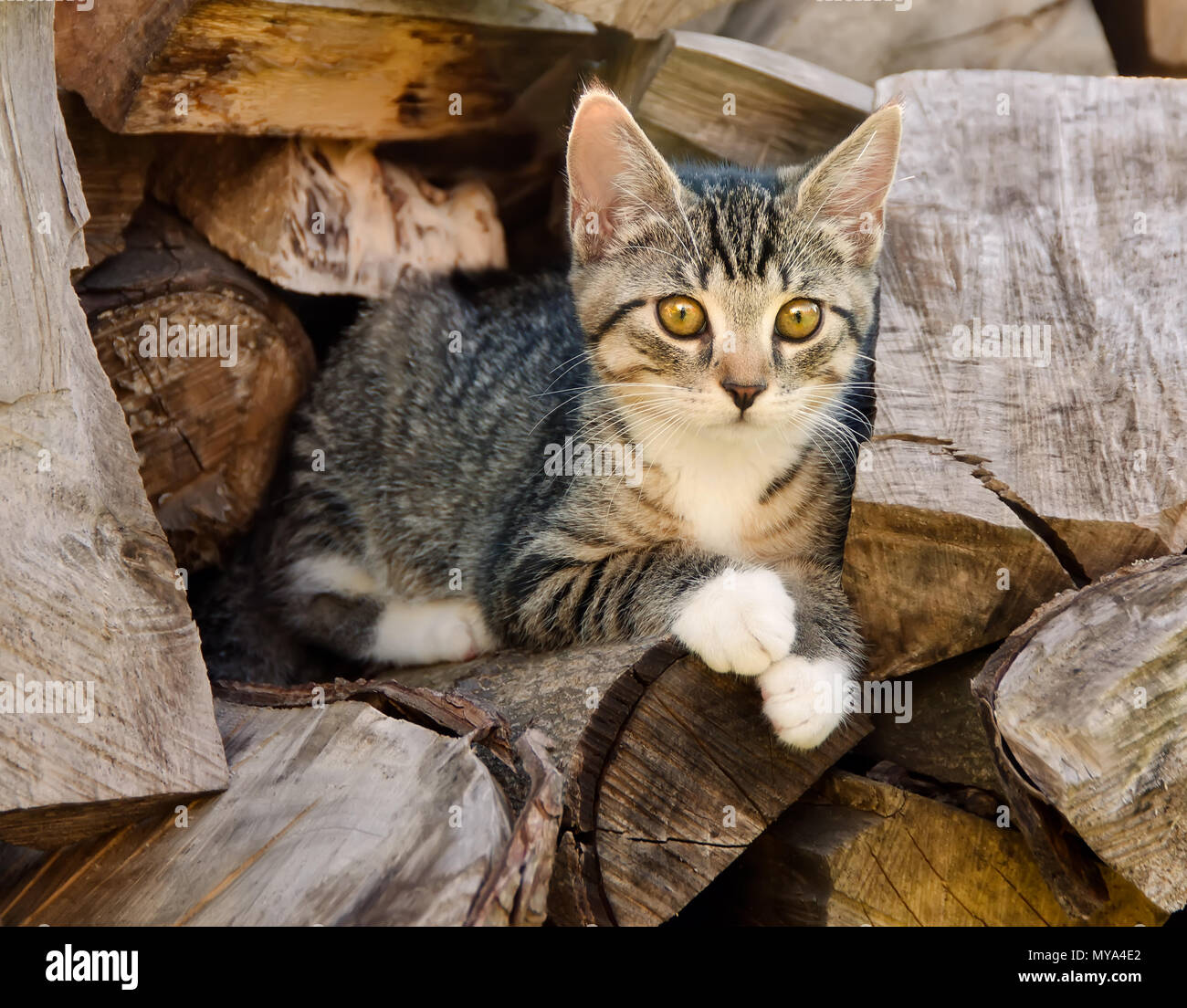 Carino giovane tabby kitten in appoggio su una pila di registri e utilizza la pila di legno come un posto di osservazione Foto Stock