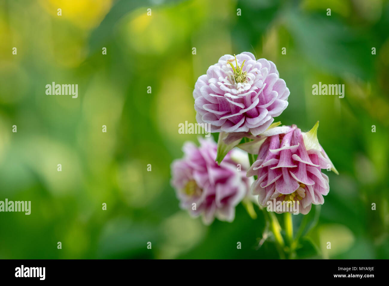 Aquilegia vulgaris. Rosa fiori Columbine che hanno auto seminate in un giardino confine. Regno Unito Foto Stock