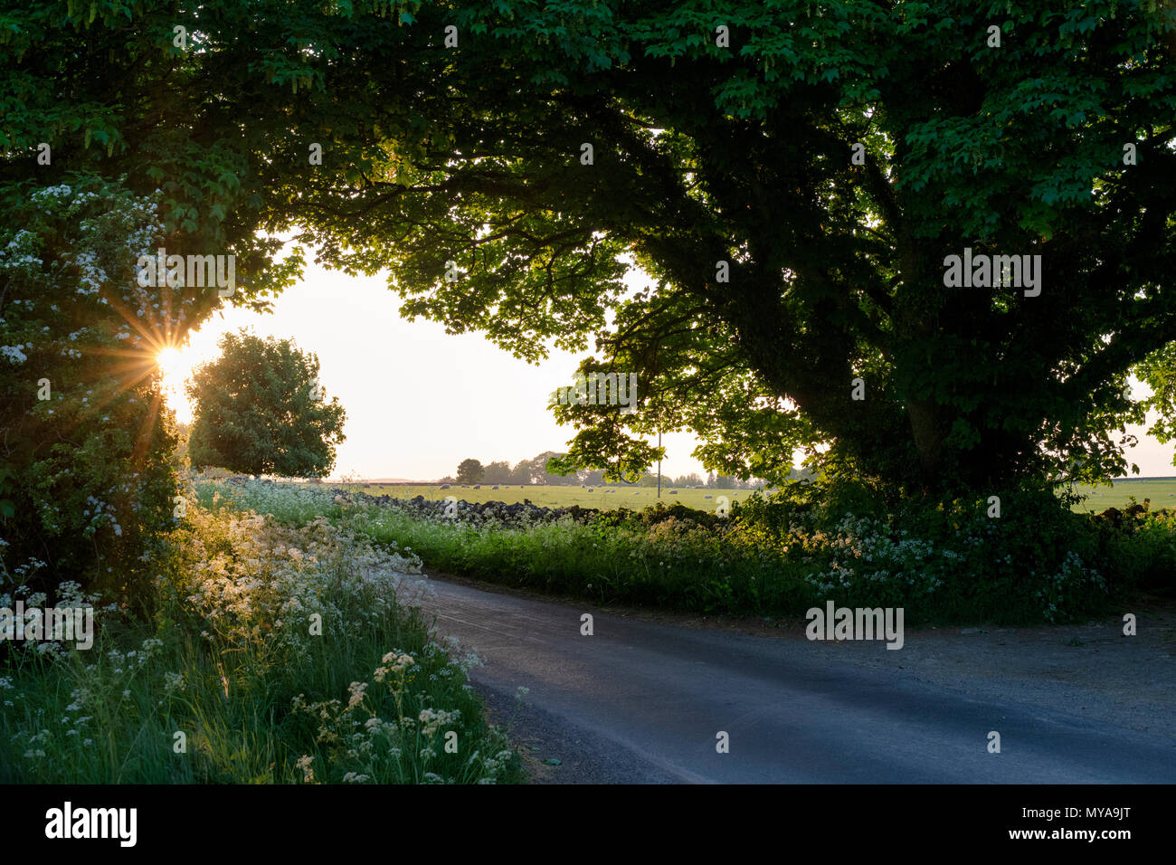 Luce del sole serale in cotswold campagna nei pressi di rigonfiamento inferiore, Cotswolds, Gloucestershire, Regno Unito Foto Stock