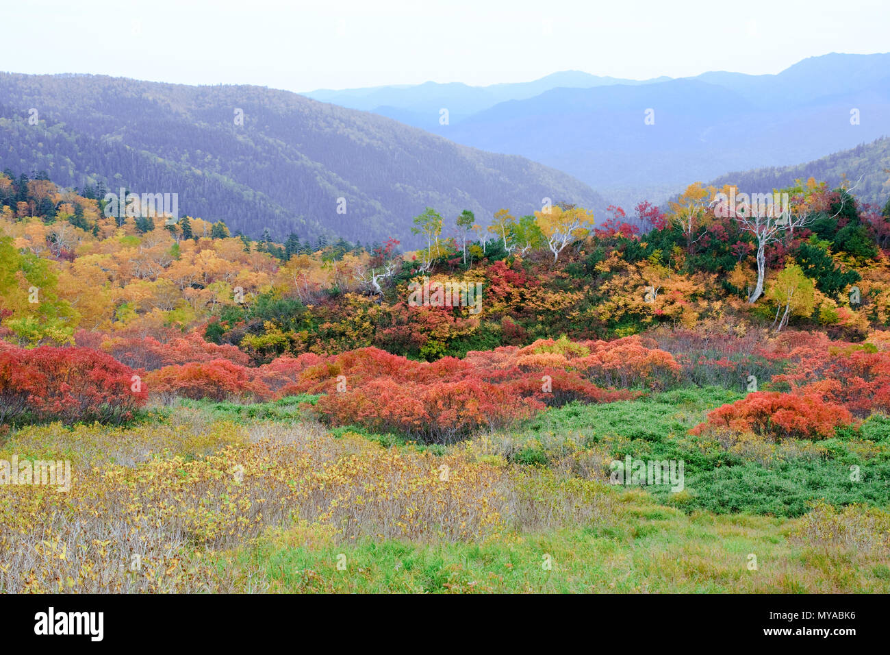 Foglie rosse stagione di montagna in Hokkaido in Giappone Foto Stock