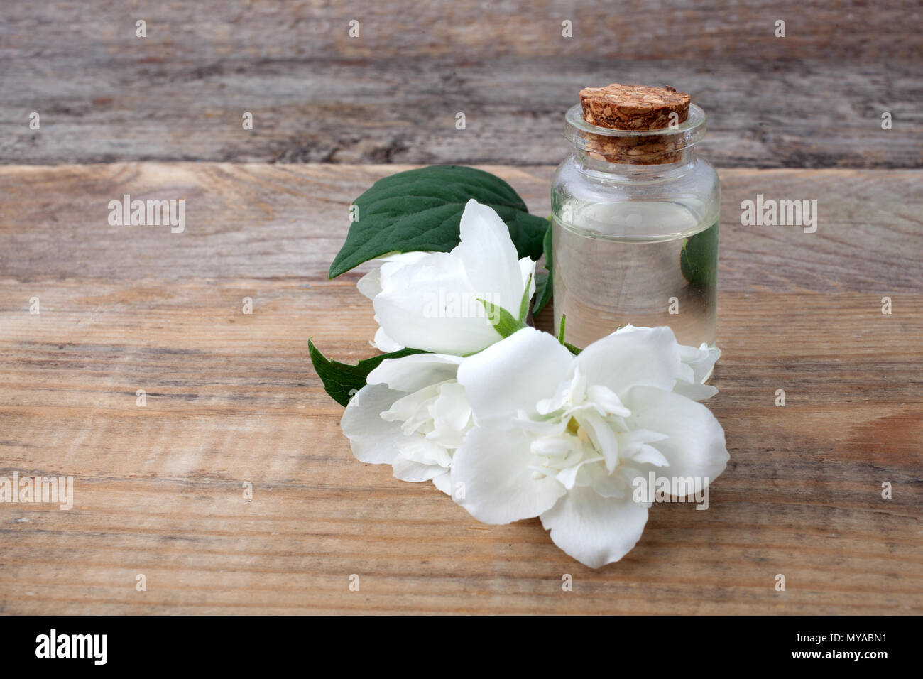 Olio essenziale di fiori di gelsomino Foto Stock