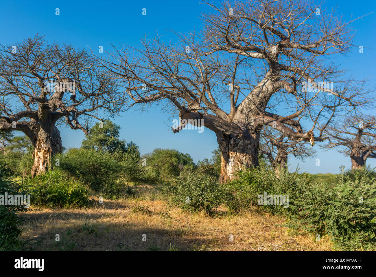 Grandi alberi di baobab nel nord del Kruger in Sud Africa Foto Stock