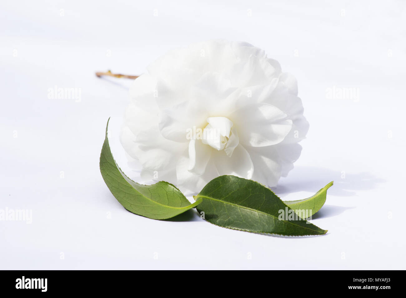 Pianta del tè fiore su sfondo bianco Foto Stock