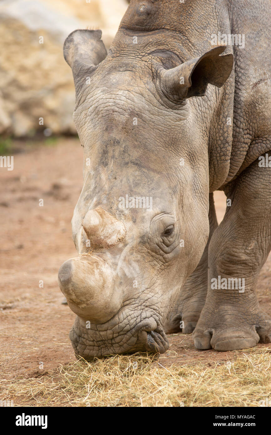 Rhino in Pairi Daiza zoo,Belgio Foto Stock