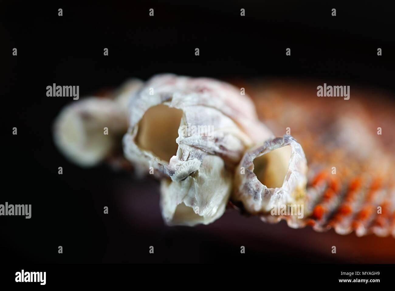 Acorn Barnacle Bay, Amphibalanus improvisus, un invasiva specie nocive Foto Stock