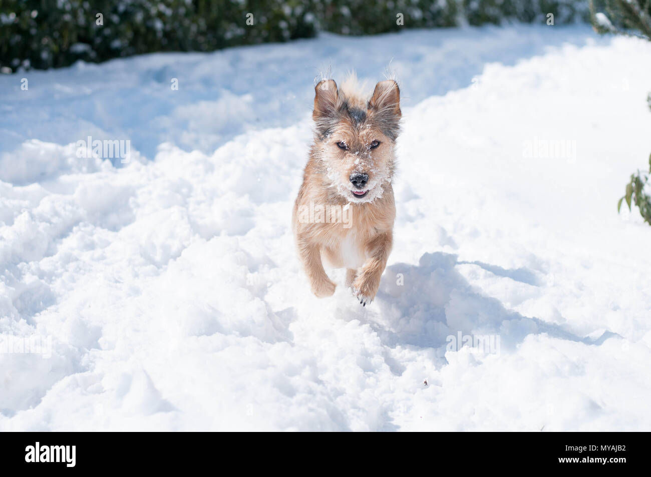 Un felice meticcio cane gioca nella neve su una soleggiata giornata invernale Foto Stock