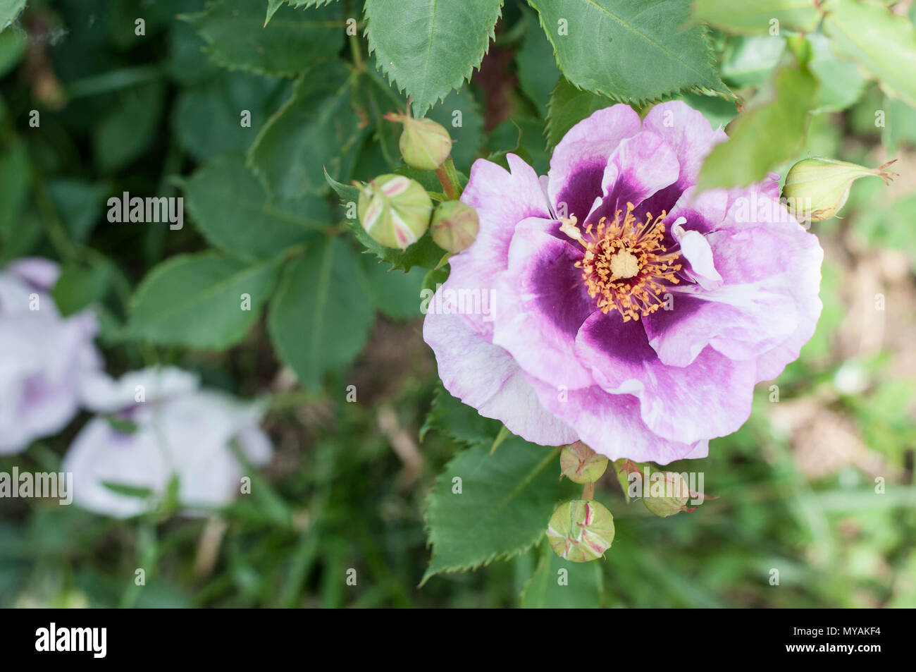 Gli occhi per voi rose Foto Stock