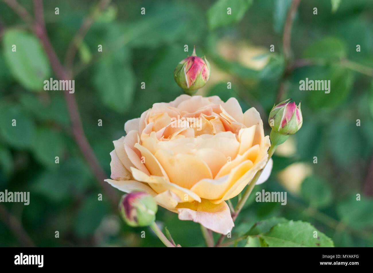 Golden Celebration un david austin rosa gialla Foto Stock