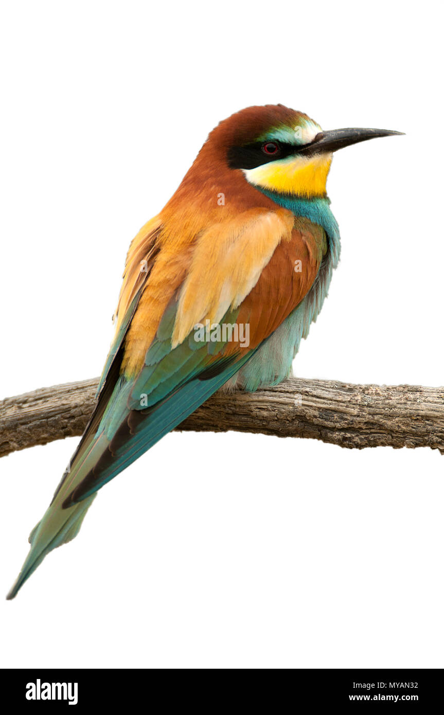 Unione Gruccione (Merops apiaster), appollaiato su un ramo con sfondo bianco Foto Stock