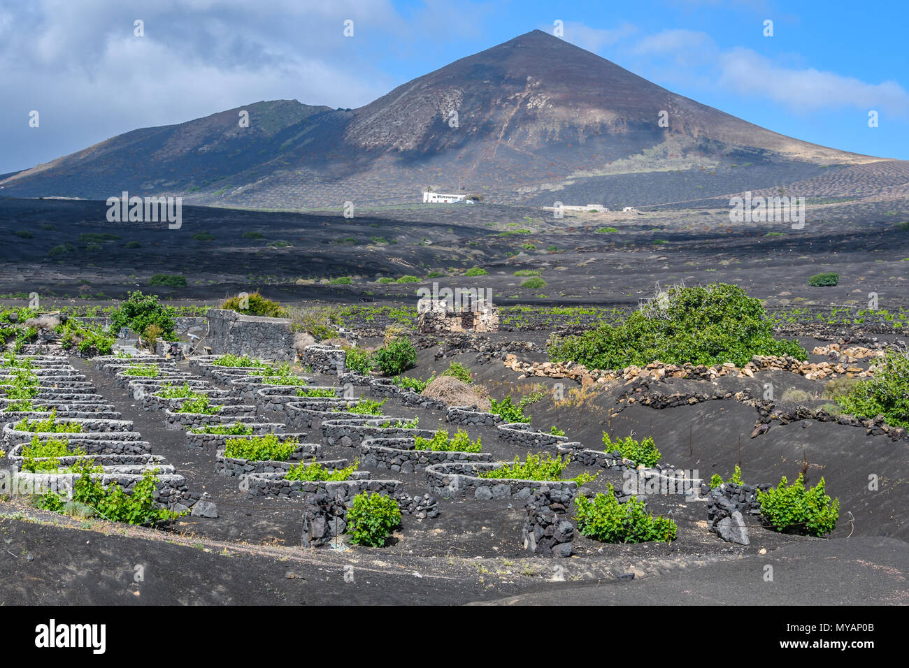 Vigneti su nero suolo vulcanico vicino a Geria a Lanzarote, Isole Canarie, Spagna Foto Stock