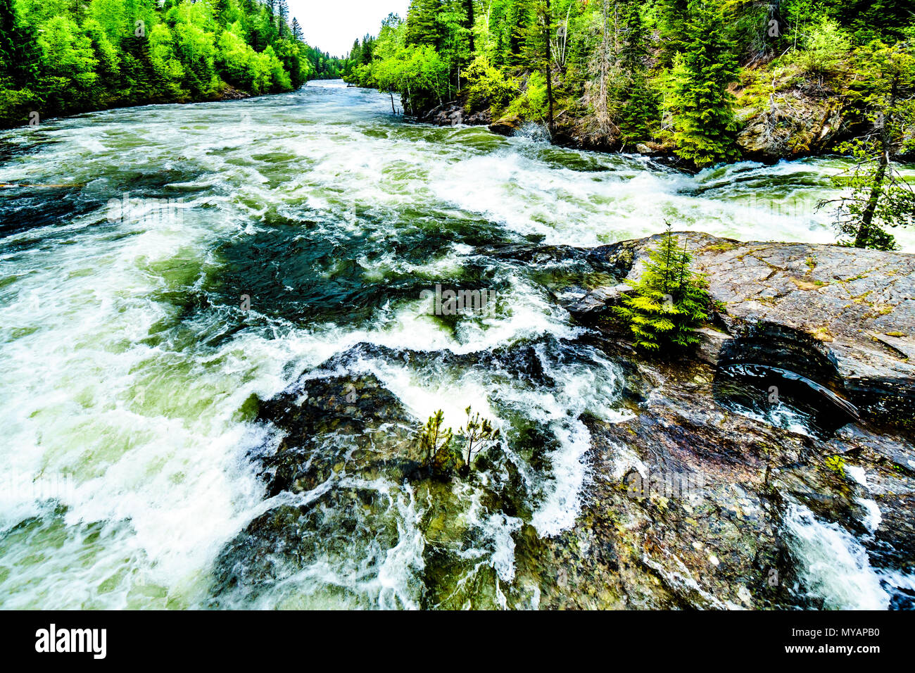 Un eccessivo livello di acqua alta nel fiume Murtle dovuta alla molla run off delle acque glaciali nel Grey Parco Provinciale in BC, Canada Foto Stock
