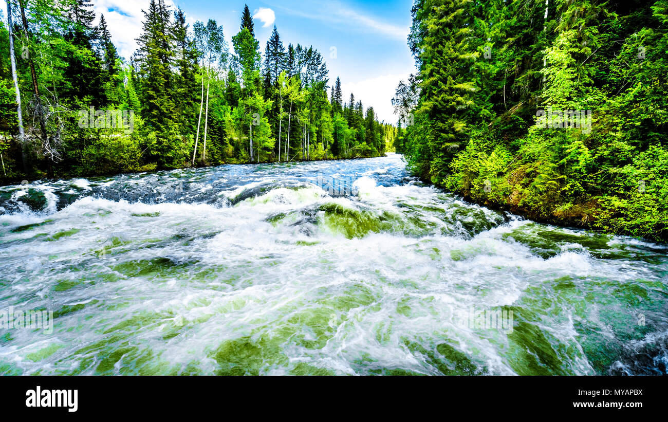 Un eccessivo livello di acqua alta nel fiume Murtle dovuta alla molla run off delle acque glaciali nel Grey Parco Provinciale in BC, Canada Foto Stock