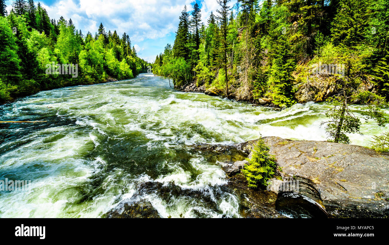 Un eccessivo livello di acqua alta nel fiume Murtle dovuta alla molla run off delle acque glaciali nel Grey Parco Provinciale in BC, Canada Foto Stock