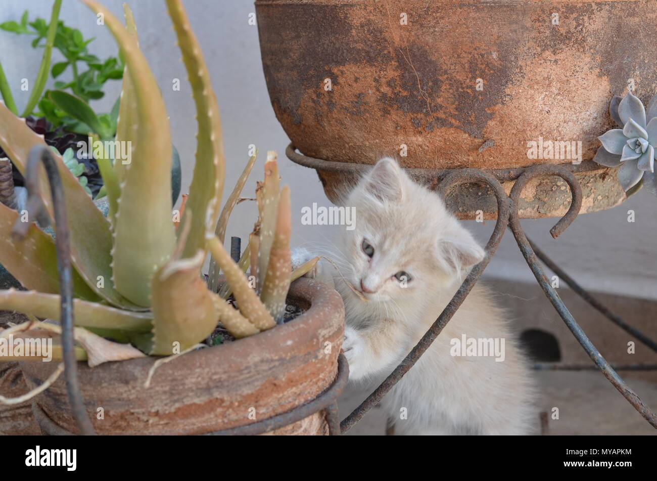 Maliziosa gattino Foto Stock