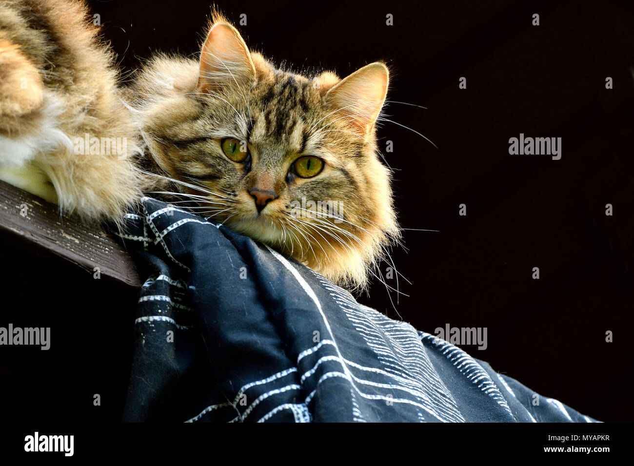 Una chiusura immagine ritratto di capelli lunghi gatto di casa in appoggio su un balcone esterno againnst uno sfondo nero. Foto Stock
