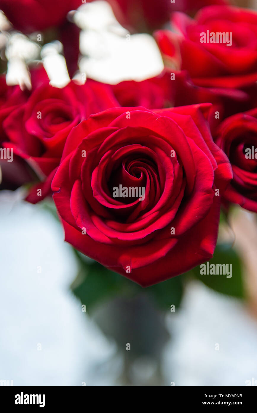 Rose rosse fantastica luce - Anniversario roses nella finestra di baia closeup. Valentines, matrimoni, anniversari fiori. Elegante e vibrante con la luce del mattino. Foto Stock