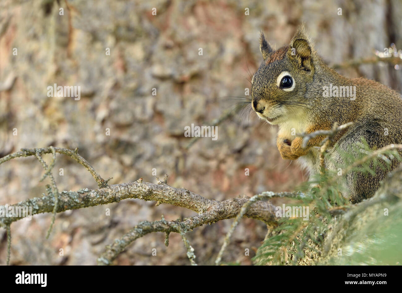 Una vista orizzontale di un giovane scoiattolo rosso ( Tamiasciurus hudsonicus); seduto su un ramo d'albero al bordo dell'immagine guardando avanti Foto Stock